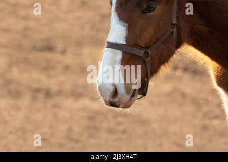 Beautiful brown horse shining in the afternoon sun. Horse headshot. Stock Photo