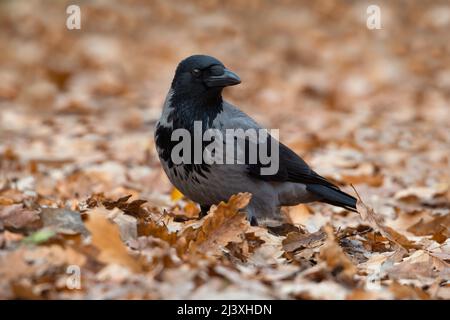 Hooded crow or grey crow (Corvus cornix) bird standing on a fallen autumn leaves covered ground. Stock Photo