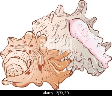 Composition of two sea shells Stock Vector