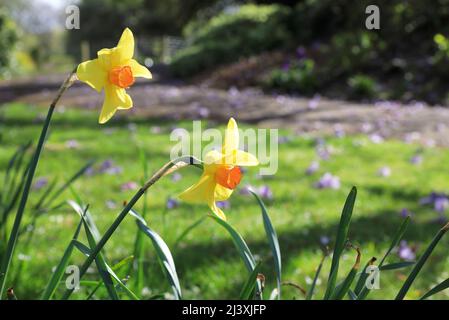 Springtime in Queen Marys Gardens in Regents Park, in central London, UK Stock Photo