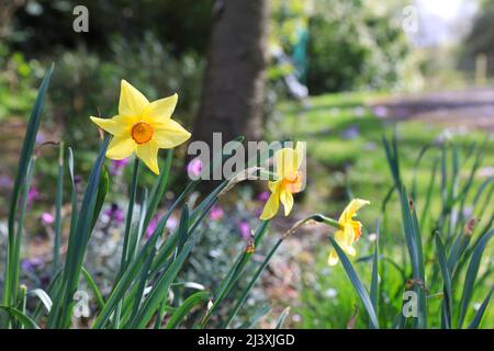 Springtime in Queen Marys Gardens in Regents Park, in central London, UK Stock Photo