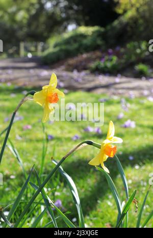 Springtime in Queen Marys Gardens in Regents Park, in central London, UK Stock Photo