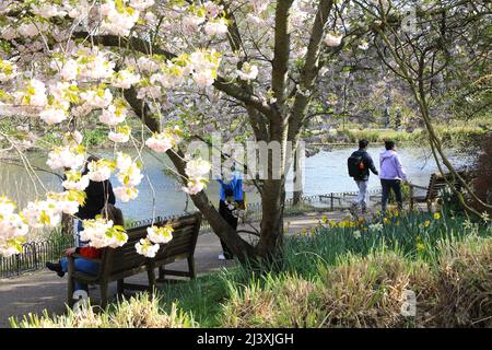 Pretty white spring blossom by the lake in Queen Marys Gardens in Regents Park, in London, UK Stock Photo