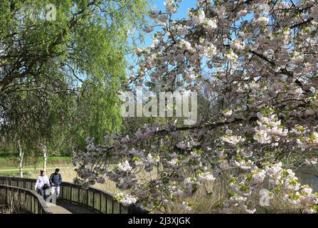 Pretty white spring blossom by the lake in Queen Marys Gardens in Regents Park, in London, UK Stock Photo