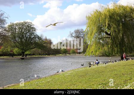 Families feeding the birds in springtime in Regents Park, in London, UK Stock Photo