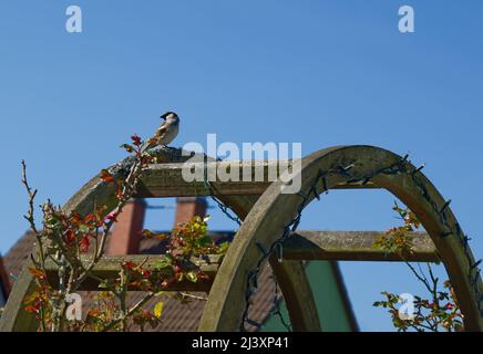 a single house sparrow sitting on top of a wooden garden rack and taking a view in clear blue sky (bright prospects) Stock Photo