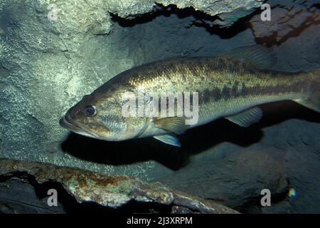 Largemouth Bass, Micropterus salmoides, underwater Stock Photo