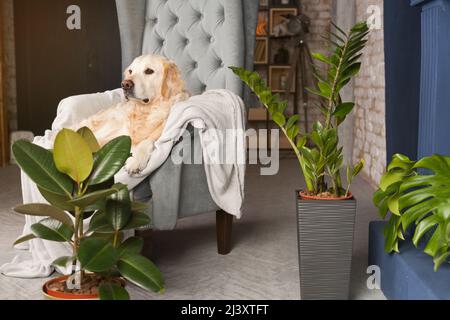 Happy golden retriever puppy dog on gray armchair in luxury house or hotel lobby. Green plants near blue brick fairplace in living room. Art deco inte Stock Photo