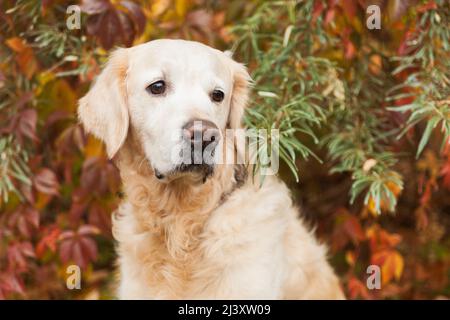 Adorable sad golden retriever dog near red and yellow wild grapes leaves. Autumn in park or forest. Indian summer time. Stock Photo