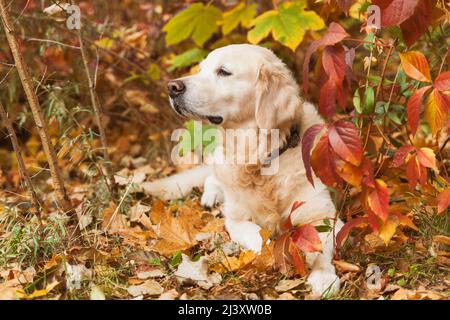 Adorable sad golden retriever dog near red and yellow wild grapes leaves. Autumn in park or forest. Indian summer time. Stock Photo