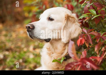 Adorable sad golden retriever dog near red and yellow wild grapes leaves. Autumn in park or forest. Indian summer time. Stock Photo