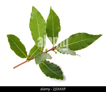Laurel branch with berries and leaves isolated on white background Stock Photo