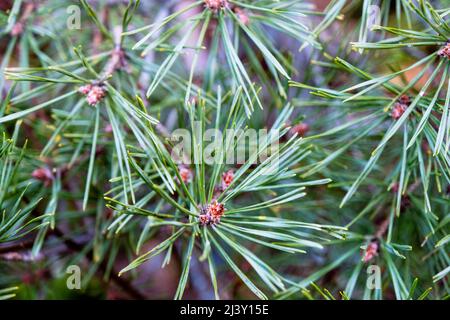 Macro shooting of plants. Coniferous branches with young buds look like flowers. Photos of the nature of Latvia in the spring. Stock Photo