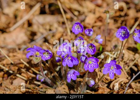 Common Hepatica or Anemone hepatica, blue blossom, close up. Violet purple Hepatica nobilis, first spring flower in the blurred background of nature. Stock Photo