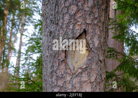 Damaged old bark of a pine tree trunk in spring. Ecology. Sanitary cleaning of the forest. sick tree. Stock Photo