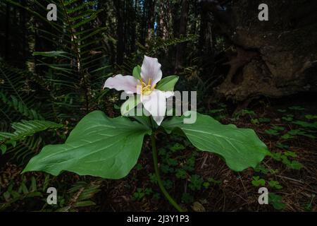 Trillium ovatum, the Pacific trillium, growing and flowering on the forest floor in a old growth redwood forest in Northern California. Stock Photo