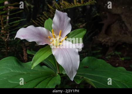 Trillium ovatum, the Pacific trillium, growing and flowering on the forest floor in a old growth redwood forest in Northern California. Stock Photo