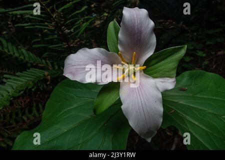 Trillium ovatum, the Pacific trillium, growing and flowering on the forest floor in a old growth redwood forest in Northern California. Stock Photo