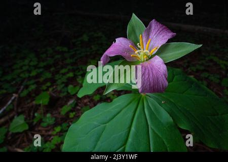 Trillium ovatum, the Pacific trillium, growing and flowering on the forest floor in a old growth redwood forest in Northern California. Stock Photo