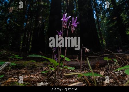 Fairy Slipper orchid (Calypso bulbosa) growing, blooming and flowering on the redwood forest floor in Northern California, North America. Stock Photo