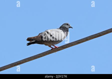 Rock Dove (Columba livia) adult male perched on power-line Oman                   December Stock Photo