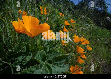 Eschscholzia californica, the California poppy, growing in the Gerbode valley in the San Francisco bay area on the West Coast of North America. Stock Photo