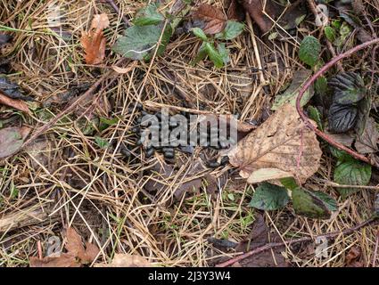 close-up of the oval shaped droppings of a roe deer lying on dry grass Stock Photo