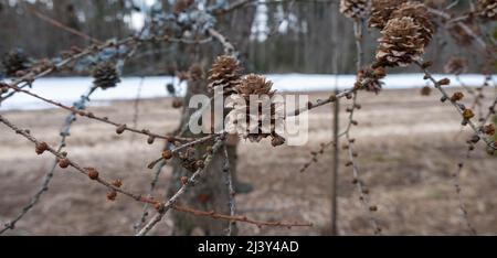 Close-up of a small cone of a larch with a blurred background. High quality photo. Stock Photo