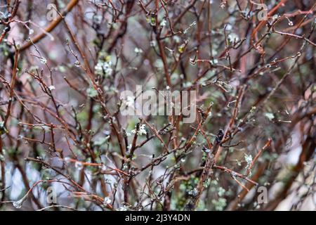 water drops on tree sticks in Fall season. Close-up, shallow depth of field. Stock Photo