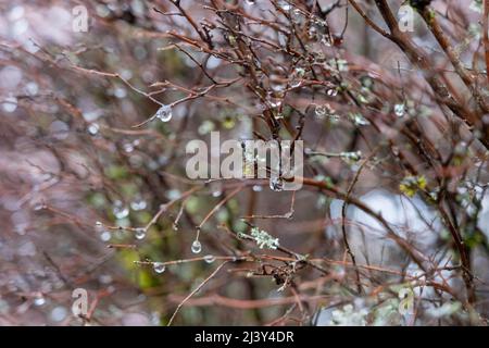 water drops on tree sticks in Fall season. Close-up, shallow depth of field. Stock Photo
