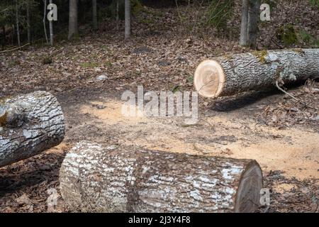 felled trees in a stack, logs from felled tree trunks. Stock Photo