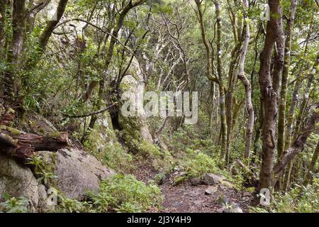 Dirt trail through the dense vegetation, evergreen Laurel forest in the Anaga Rural Park, northeast of Tenerife Canary Islands Spain. Stock Photo