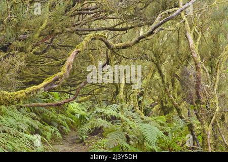 Trees covered with moss and lichen, hiking trail in Anaga Rural Park in the northeast of Tenerife Canary Islands. Stock Photo