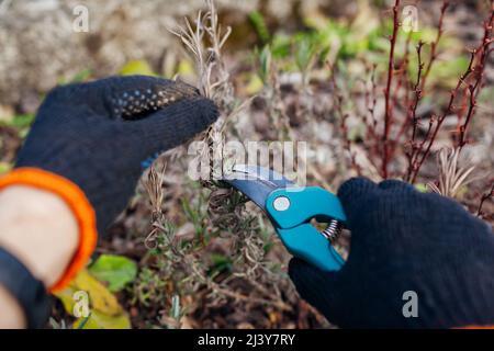 Pruning dry lavender tips after winter in spring garden using secateur. Gardener taking care of plants outdoor cutting bush with shears Stock Photo