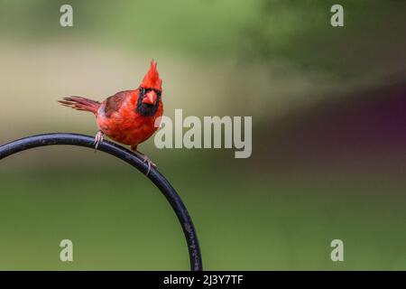 Male Cardinal sitting on a curved rod. Stock Photo