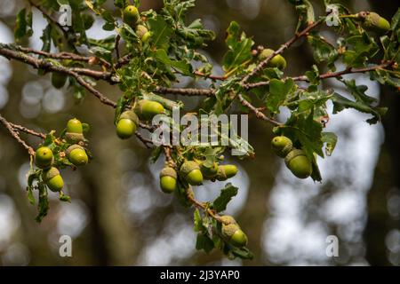 Acorn nuts hanging from an oak tree with lots of green leaves. The tree has some leaves changing to a red color for autumn.  There are seeds too. Stock Photo