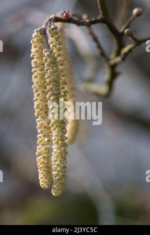 A Cluster of Male Catkins on a Hazel Tree (Corylus Avellana) in Spring Stock Photo