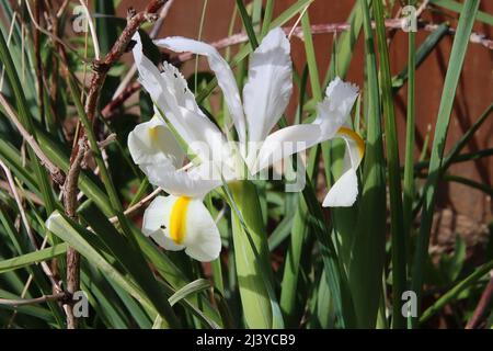 close up of oriental iris fully open with grass, leaves and a fence in the background Stock Photo