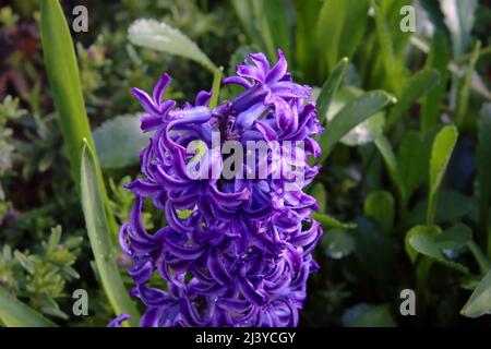 Close up of purple hyacinth flower with green leaves in the background covered in water droplets Stock Photo