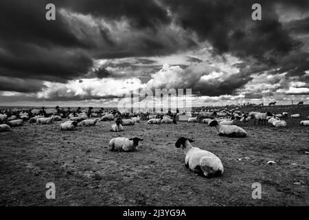 Black and white dramatic shot of sheep in a meadow, Normandy, Mont Saint Michel, France Stock Photo