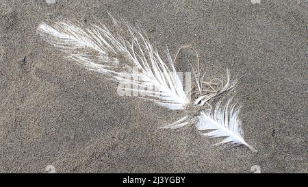 A seagull's white feather lies on a gritty grey sand New Zealand beach Stock Photo