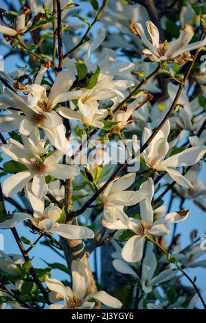 White magnolia flowers blooming in springtime, close-up on blue sky background Stock Photo