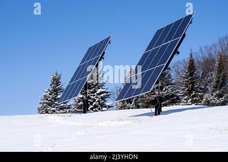 photovoltaic solar panels on a hilltop with a row of spruce trees as a windbreak in a winter rural setting. Stock Photo