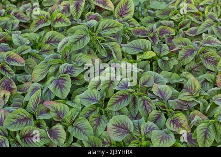 Amaranth edibla  'Yin Choy' , Chinese spinach growing in greenhouse, California. Stock Photo