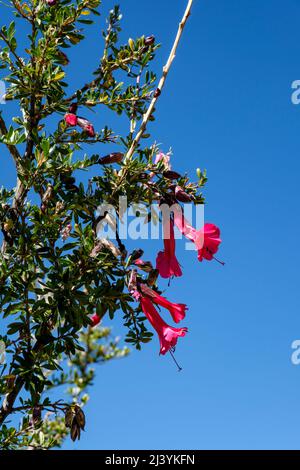 Peruvian magic tree, Cantuta buxifolia (Cantua buxifolia), the national flower of Peru. Stock Photo