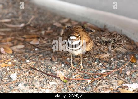 Nesting Killdeer Charadrius vociferus female wading bird guards her nest and eggs by puffing up in Sarasota, Florida. Stock Photo