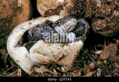 Black Rat Snake (Elaphe obsoleta), hatching from egg Stock Photo