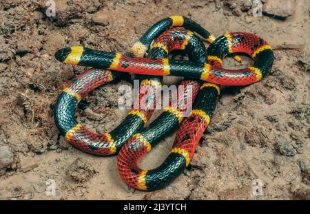 Eastern Coral Snake (Micrurus fulvius), Florida, USA Stock Photo