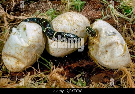 Eastern Kingsnakes (Lampropeltis getula), hatching from eggs Stock Photo