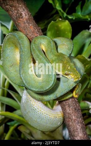 Green Tree Python (Chondropython viridis) New Guinea Stock Photo